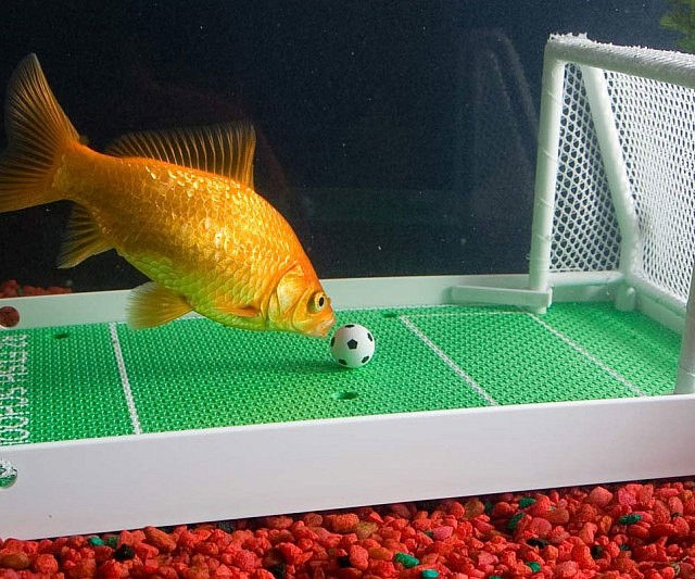 goldfish playing football