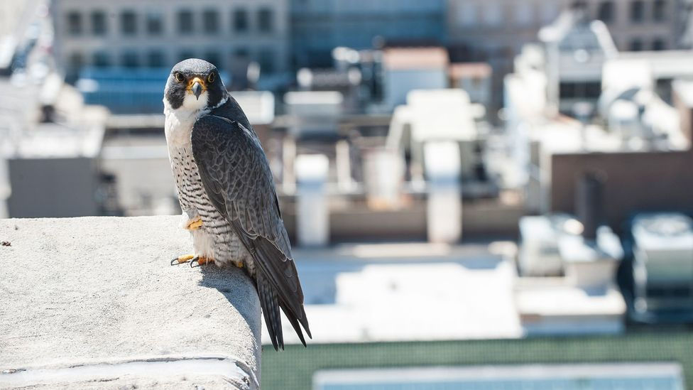 peregrine falcon in a city