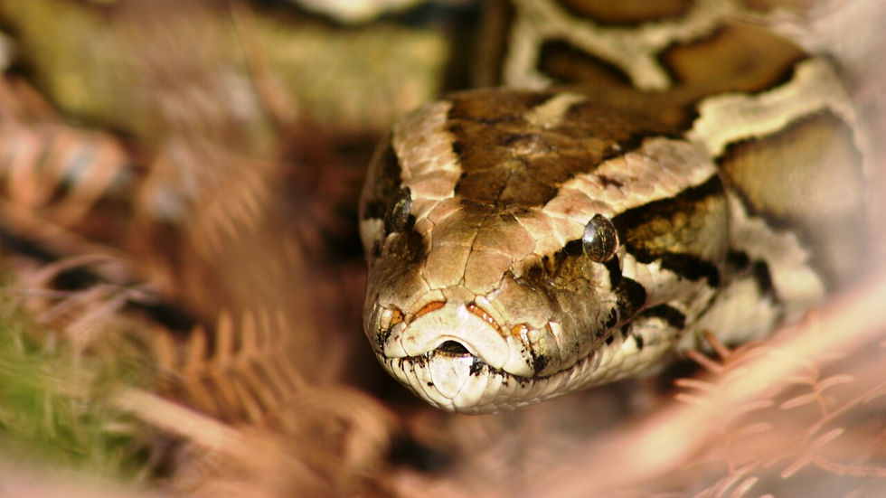 Burmese Python