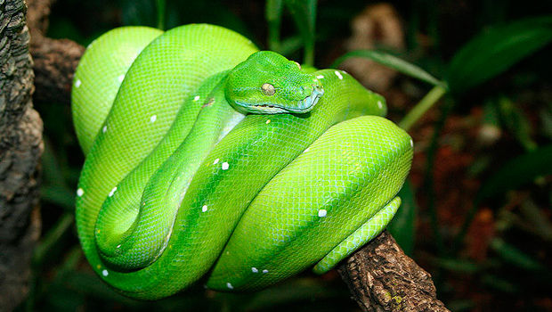 Green Tree Python