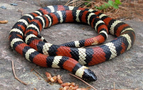 King Snake
