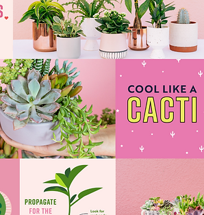 Succulent Native moodboard and creative direction