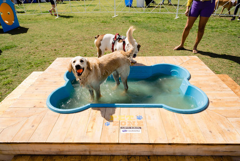 The ABC Kite Fest is an annual celebration of kites and community fun