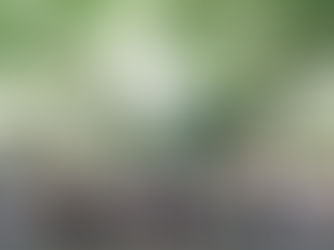 まちなか緑化活動支援事業