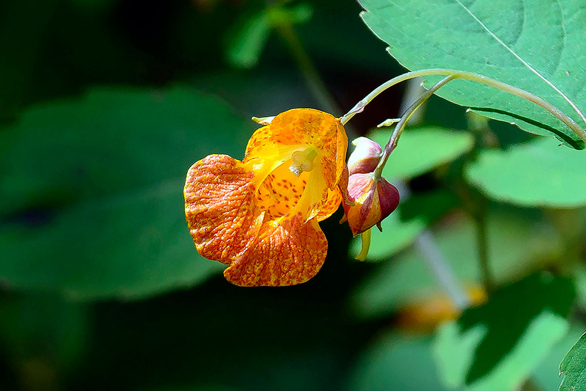 Little Burst of Flame