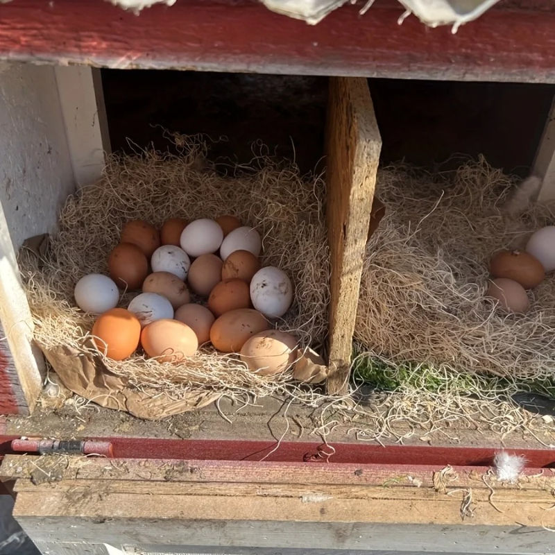 Thumbnail: 5/10pcs Nesting Liner Coconut Fiber Mat Nest Box Chicken Coop Chick Bird Rabbit 