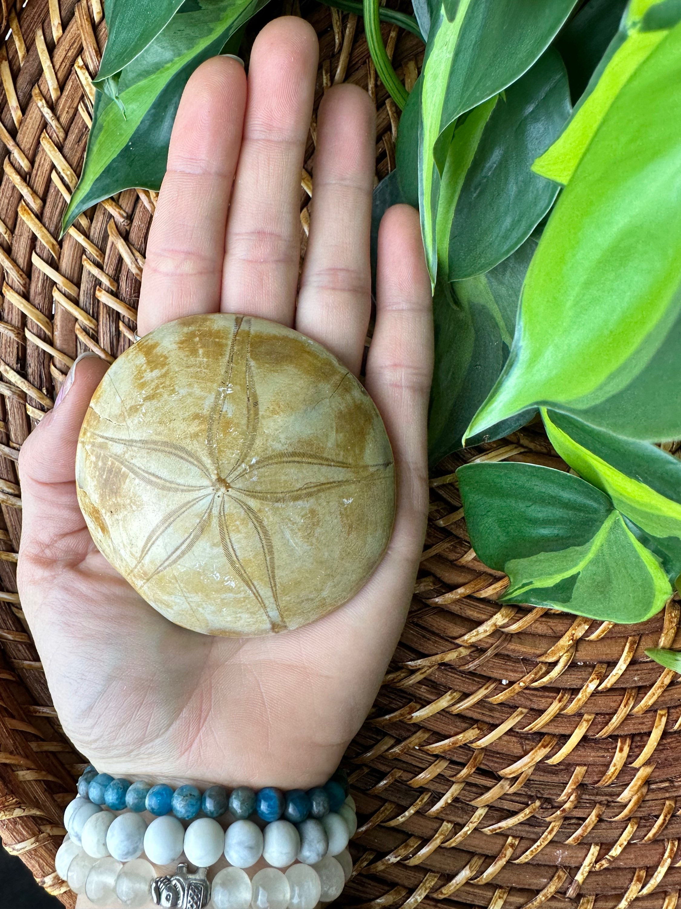 Sand Dollar Fossil