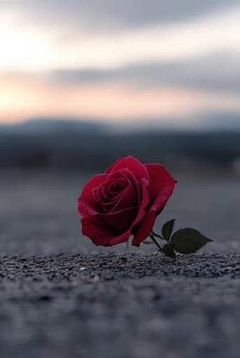 single-red-rose-lying-on-the-ground-during-sunset-in-a-serene-environment-photo.jpeg