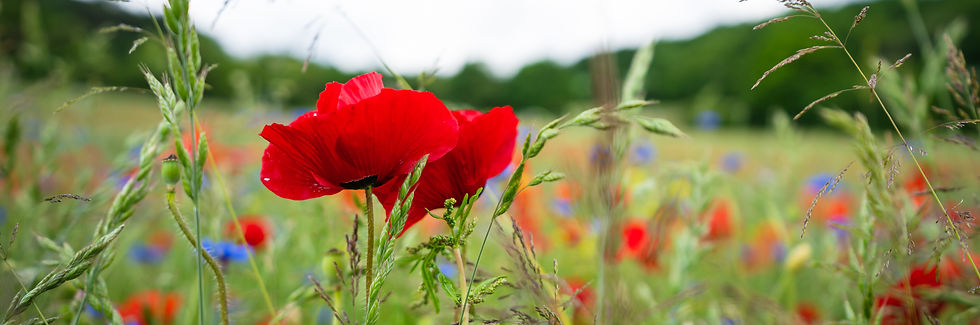 Mohn-015_edited.jpg