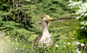 Wild-Park Klaushof – Zwischen Waldpfad und Wildgehege
