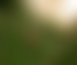 Kleine Glücksbringer im Abendlicht – Ein Marienkäfer ganz groß