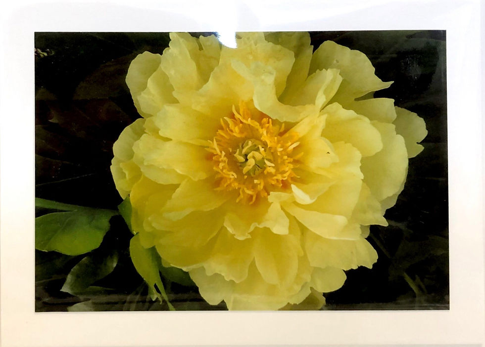 Thumbnail: Flower Cards