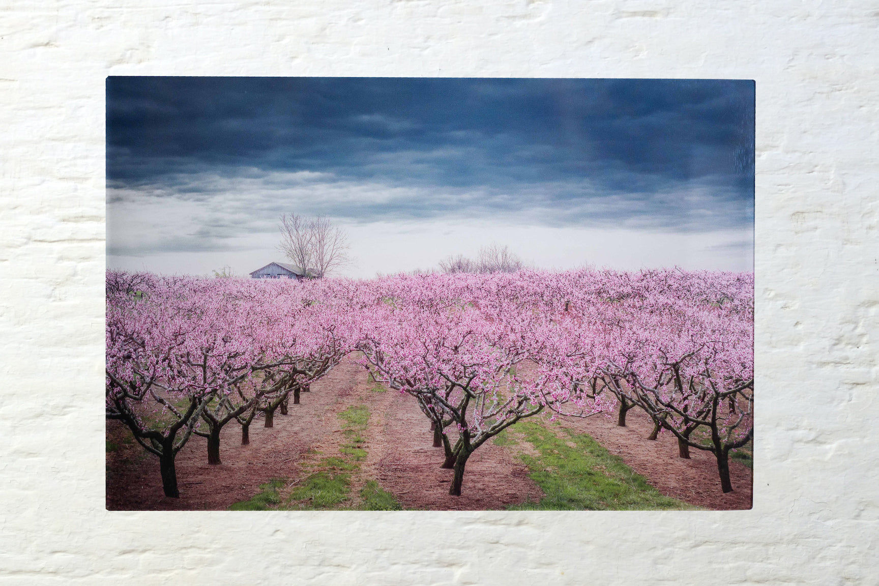 Peach Orchard