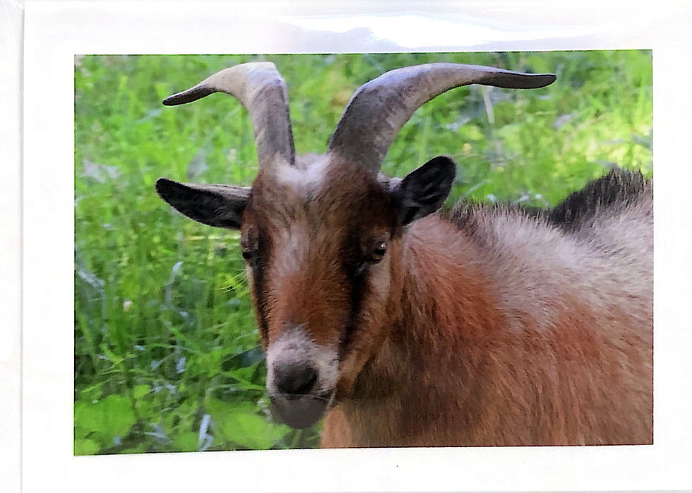 Thumbnail: Animal Cards