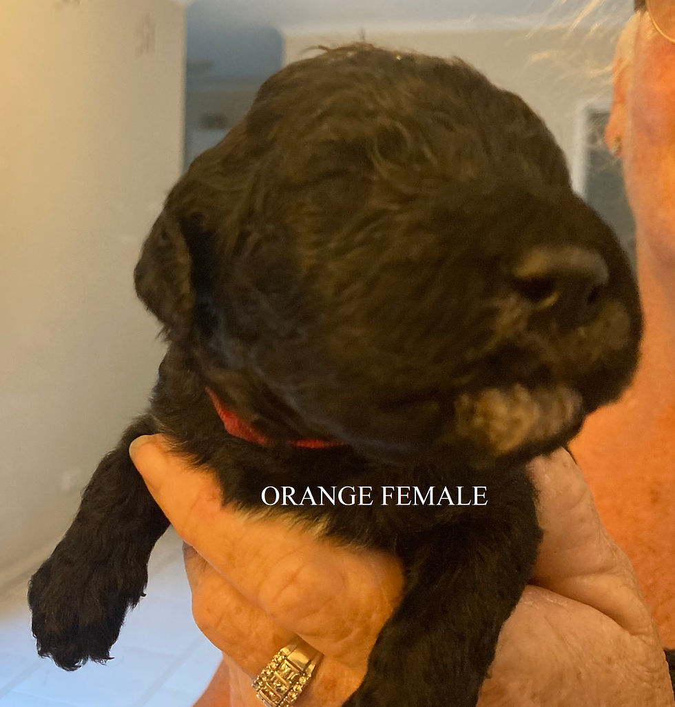Orange Female