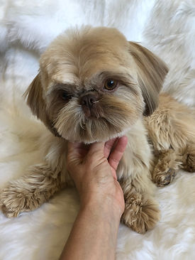 imperial shih tzu breeder, imperial shih tzu puppies, teacup shih tzu