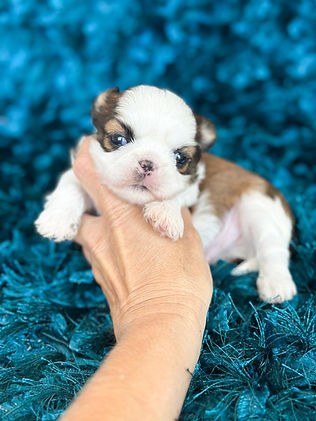 imperial shih tzu puppies, toy shih tzu for sale, micro shih tzu puppies
