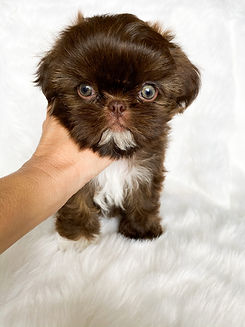 Minature Shih Tzu puppies