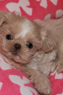Www Uptownimperials Com Teacup Imperial Tiny Shih Tzu Puppies For Sale