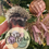 Thumbnail: Gus