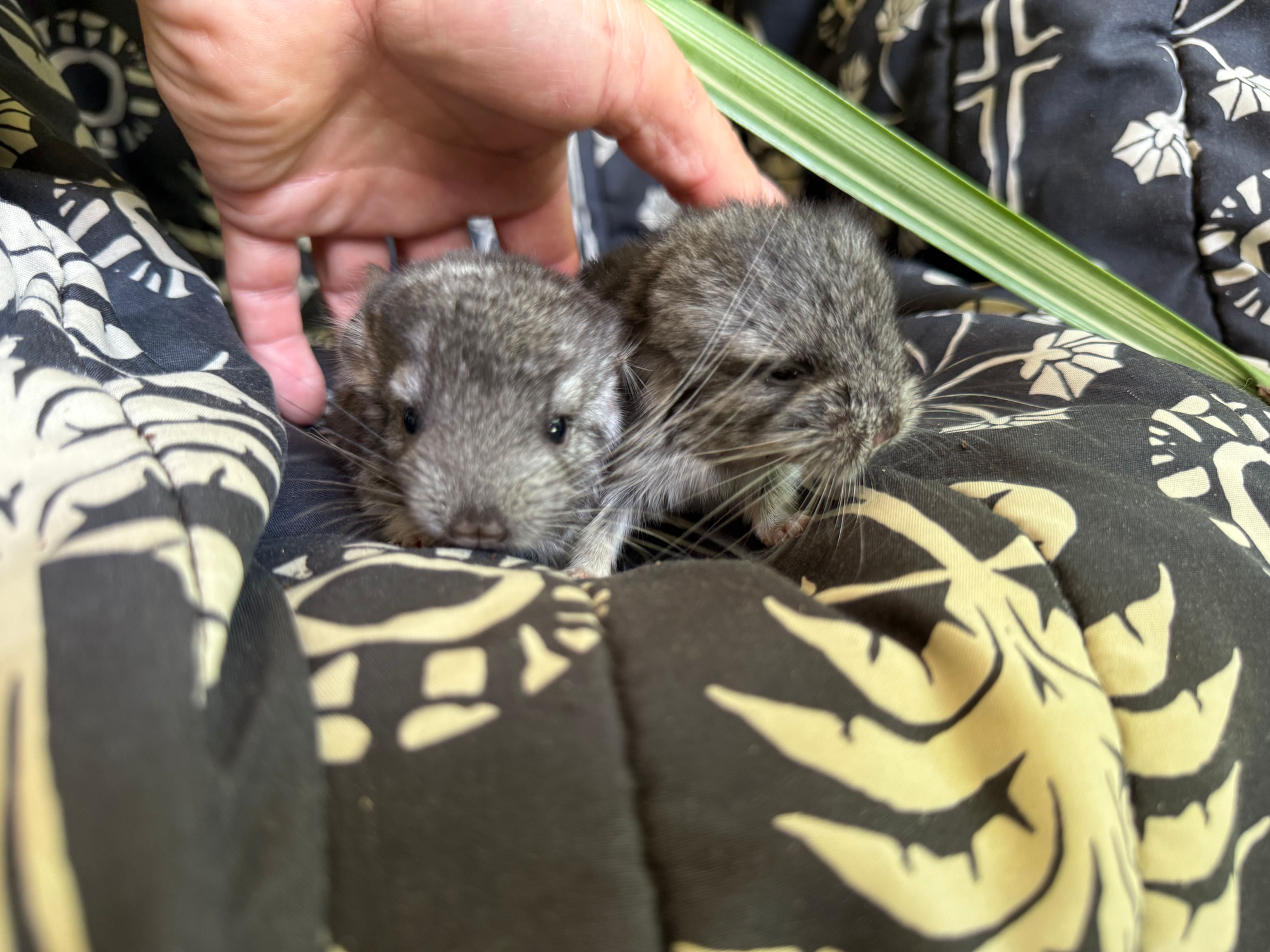 Opie & Oscar