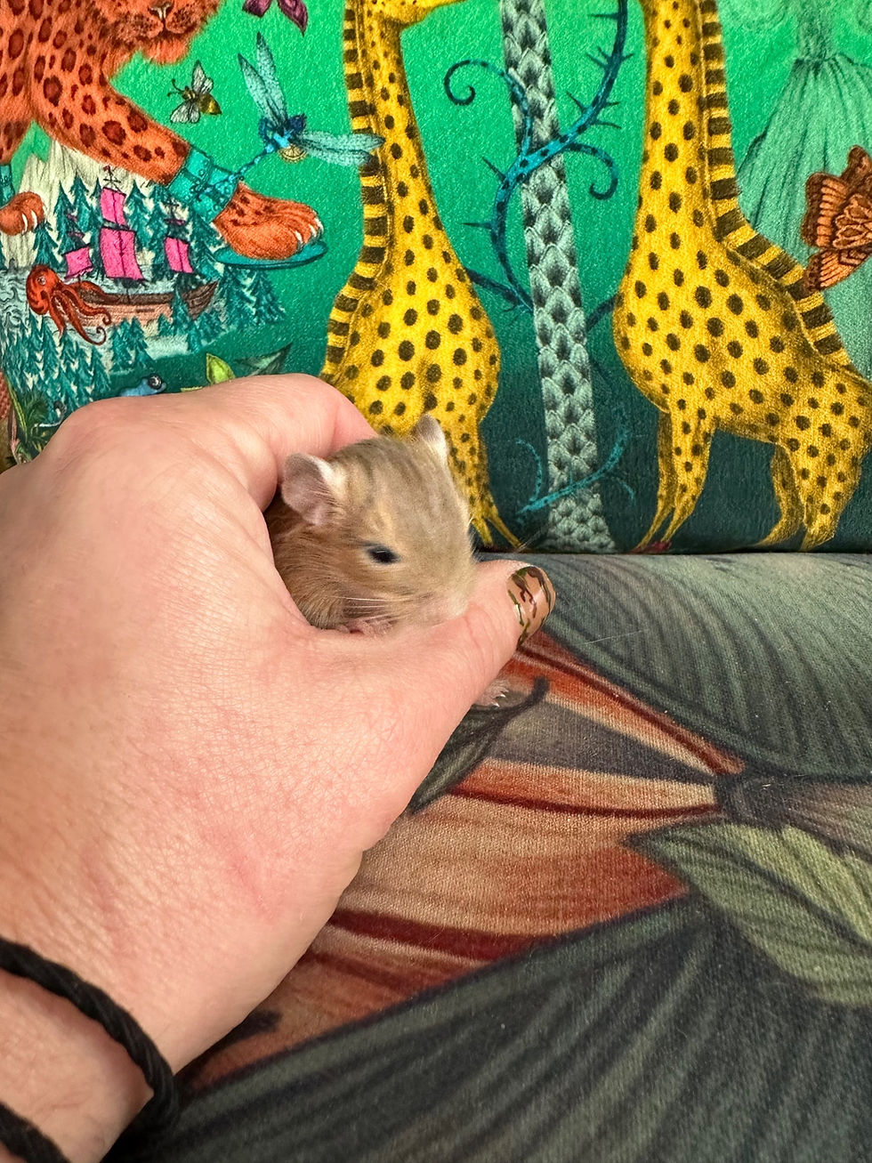 Thumbnail: Glorea 