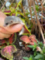 Thumbnail: Gayle