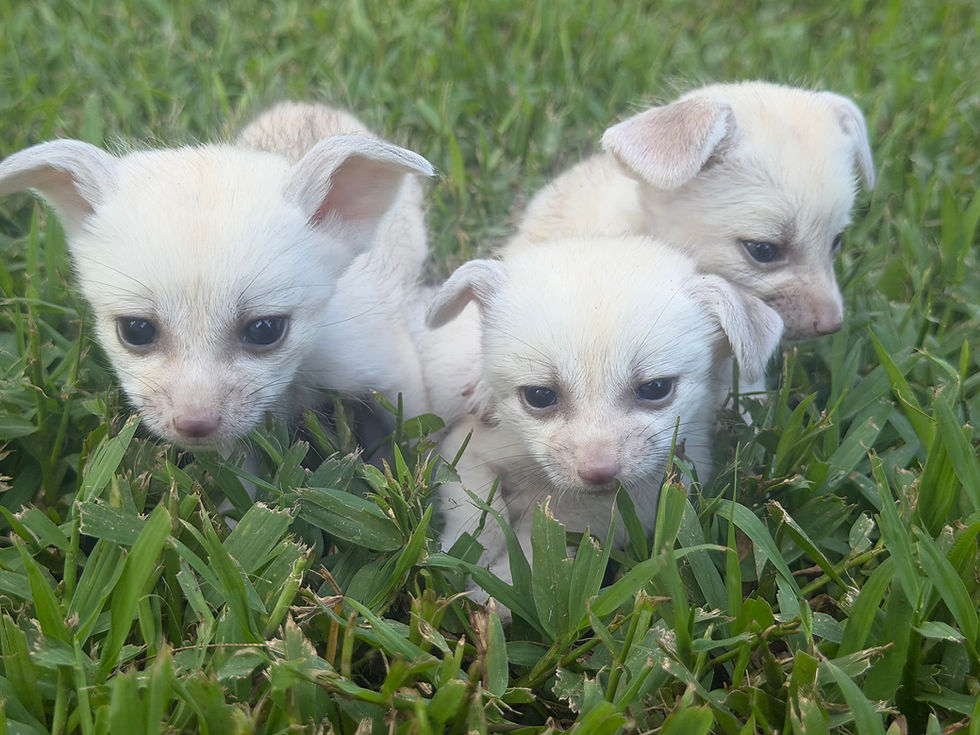 Thumbnail: Male Fennec Fox Kits 