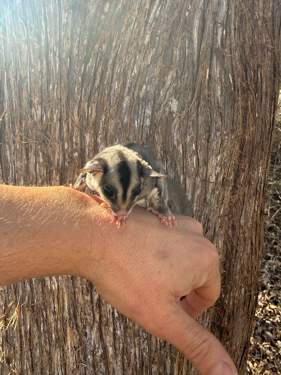 Thumbnail: Pongo & Paul