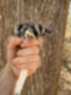 Thumbnail: Fern & Fig