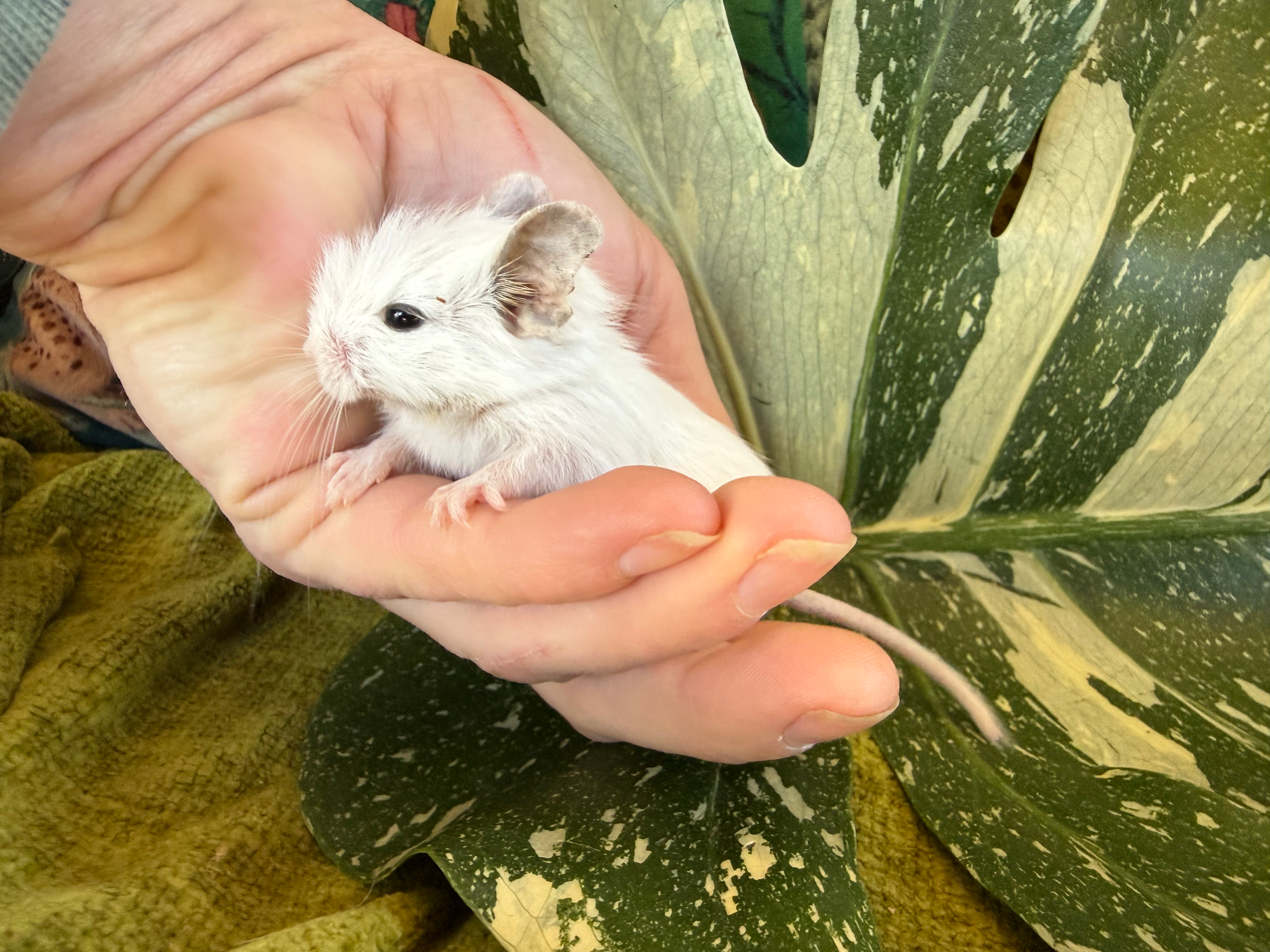Mouse 