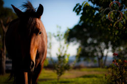 Pepe Horse -1 copy