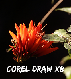 Corel Draw X8.png