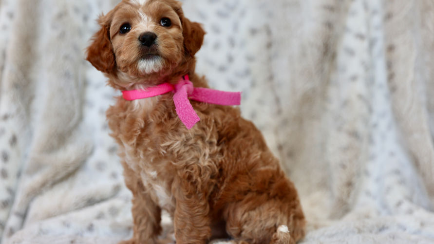 6 weeks