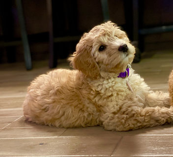 Gracie - 11 weeks