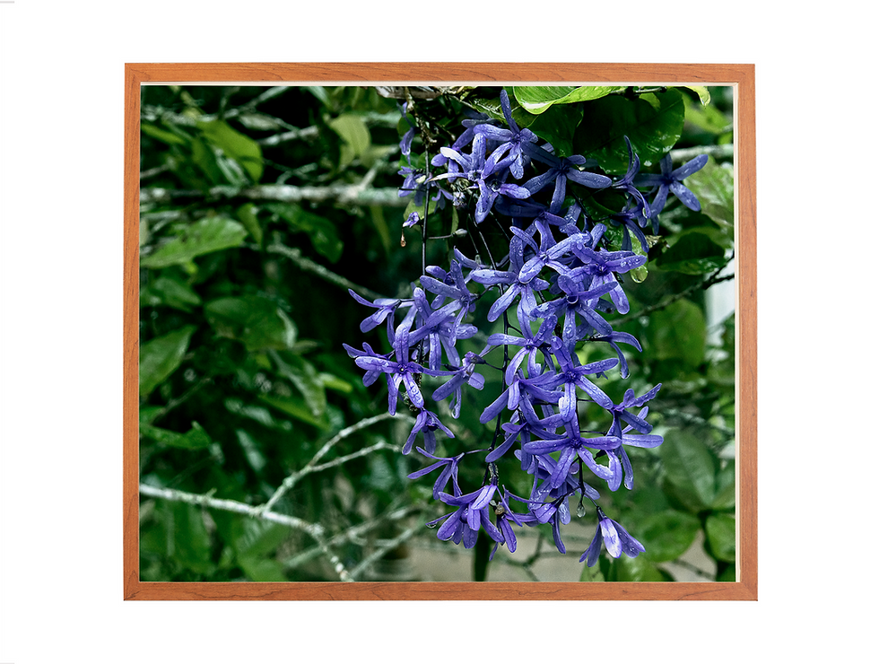 Miniatura: Jardim Tátil 5