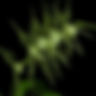 Spider Orchids (various}