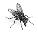Imagen-animada-Mosca-03.gif