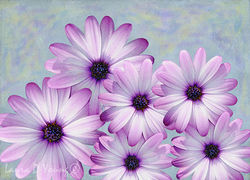 Purple Daisies