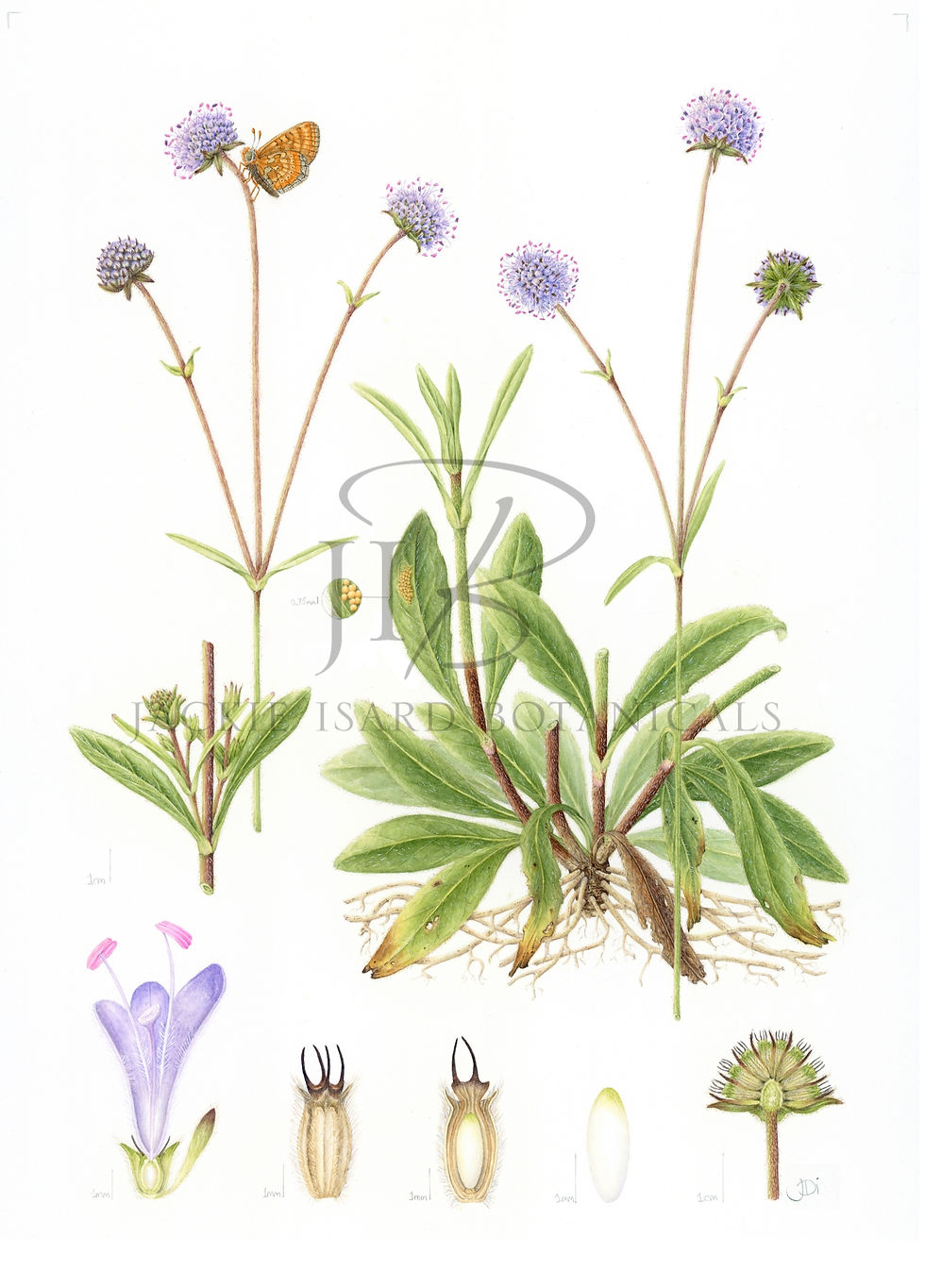Succisa pratensis (Devil's Bit Scabious)