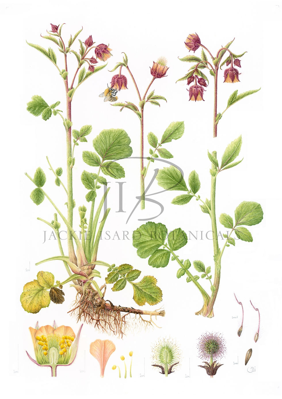 Geum rivale (Water Avens)