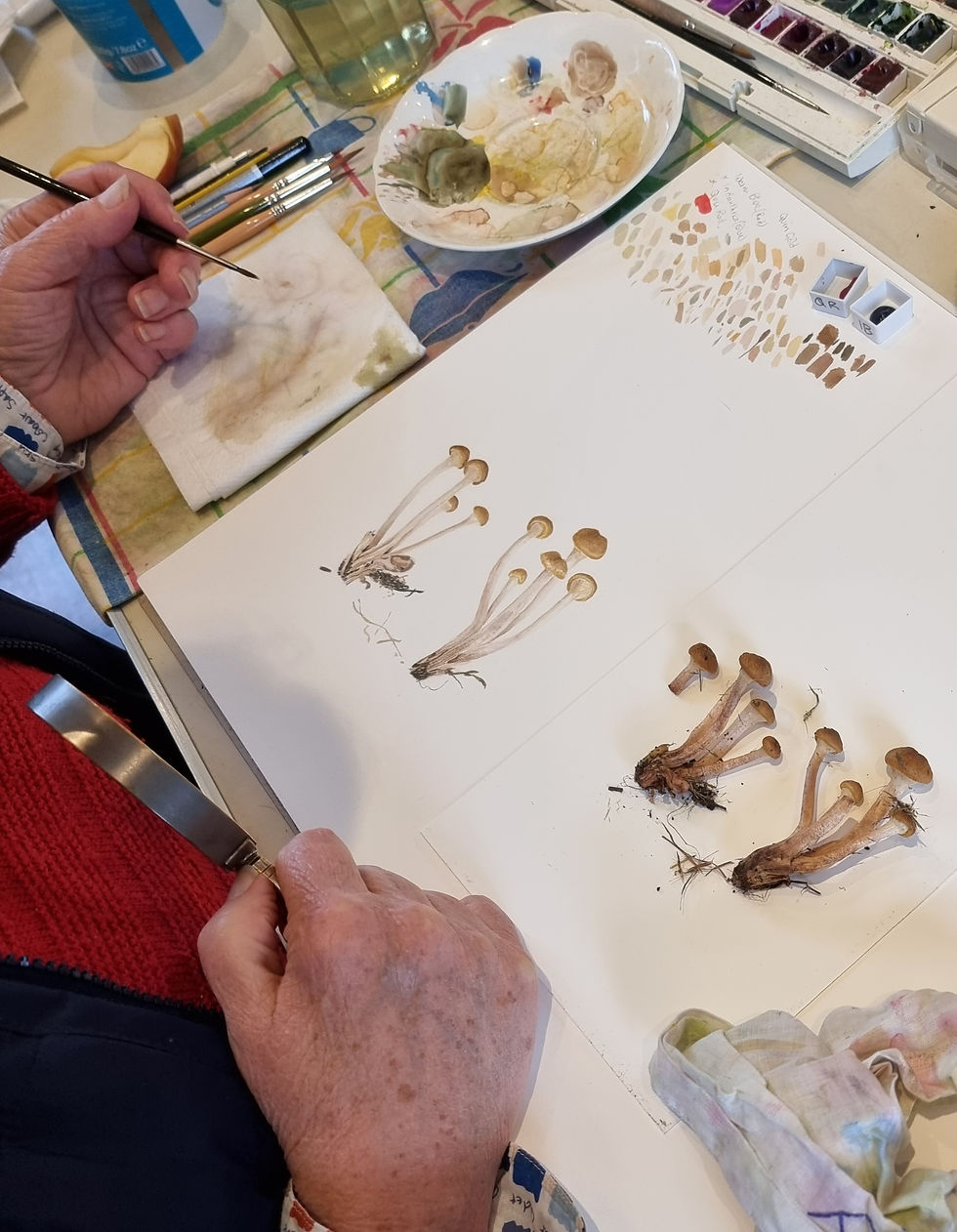 Fungi paintings by a student with Jackie Isard