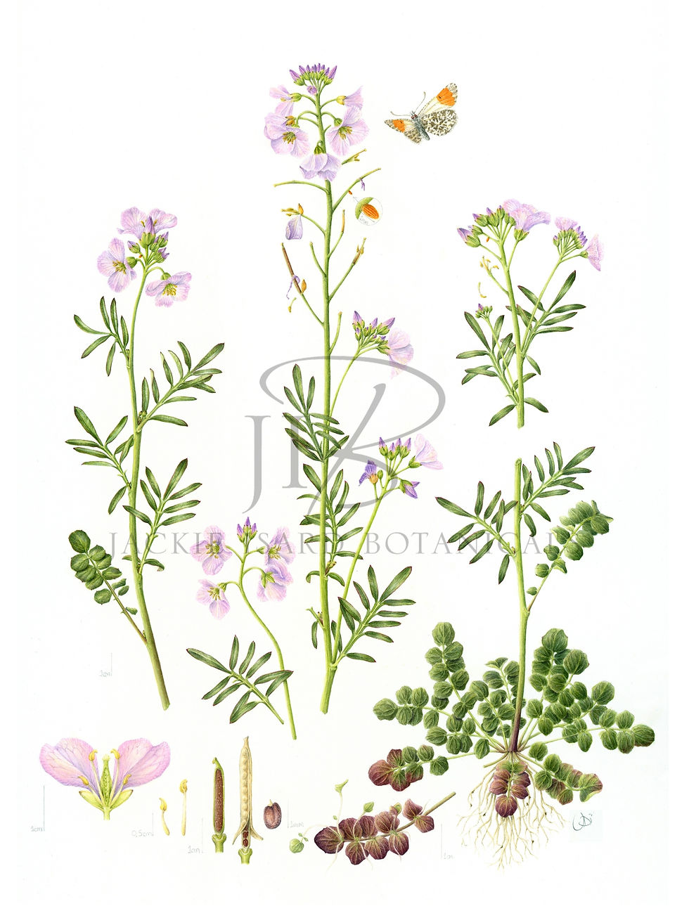 Cardamine pratensis (Cuckooflower)