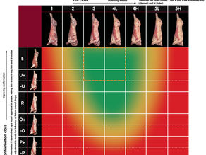 Understanding EUROP grading and what it means for your beef...
