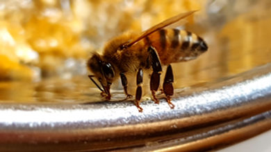 A honeybee balancing on the rim of a metal sieve, using her tongue to suck up as honey from the wax left in the sieve