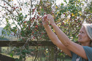 The female beekeeper with long blond hair reaching both hands up to pick rosehips from a wild rose bush