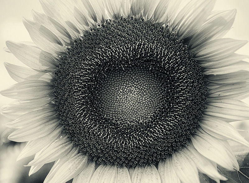 Sunflower - 11" x 14" Matted Print