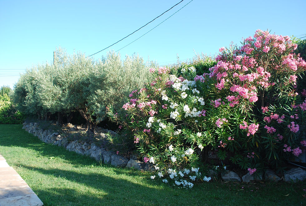 jardin