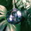 Thumbnail: Handblown Glass Orb; purple 