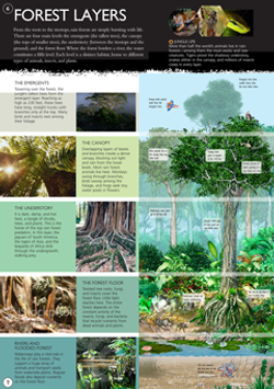 06_07_Rain_Forest